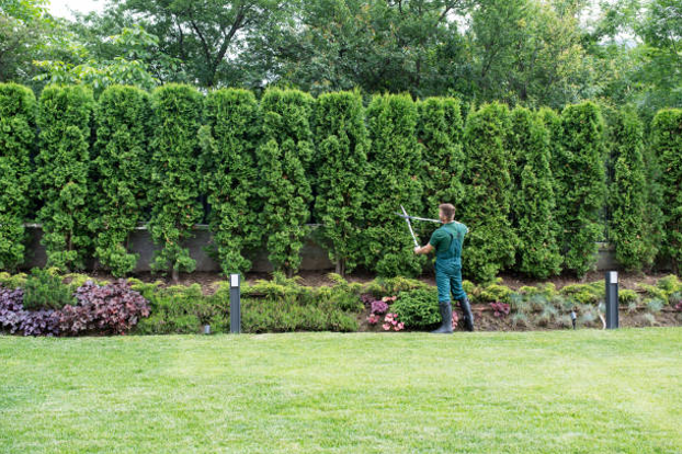 Why Hire a Professional Tree Service For Your Lawn?